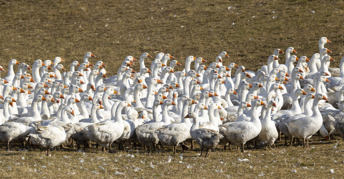 The Story of Hungarian Goose Down